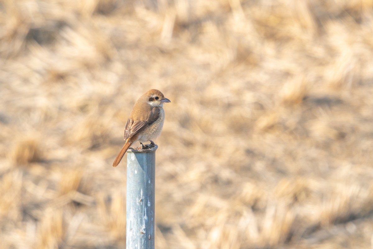Red-tailed Shrike - ML646520850