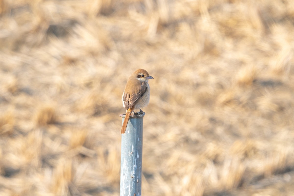 Red-tailed Shrike - ML646520851