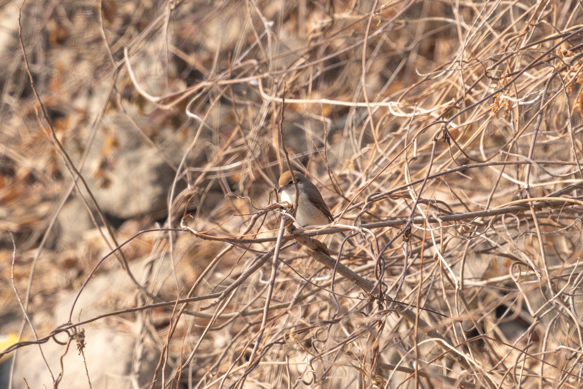 Red-tailed Shrike - ML646520852