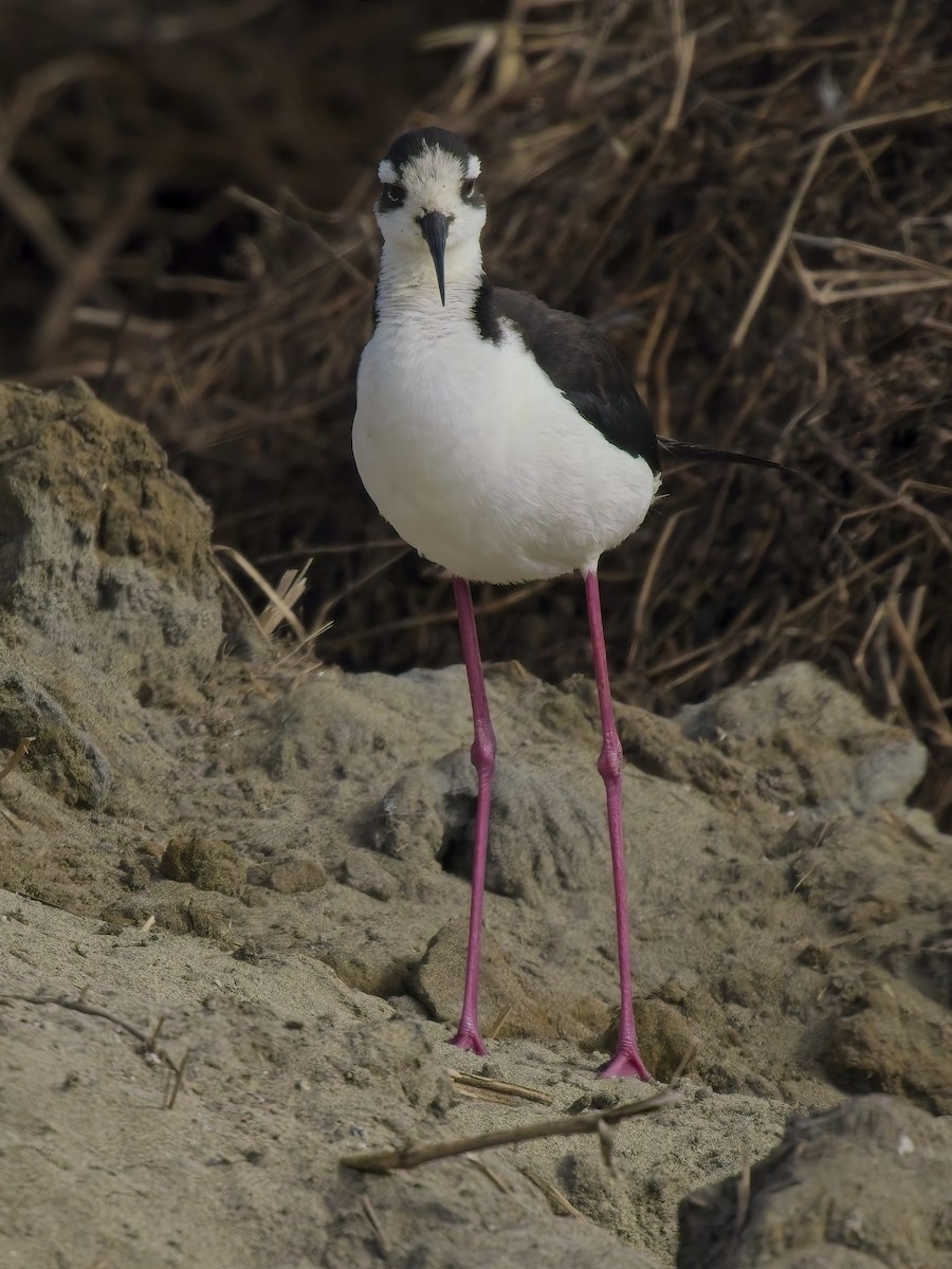Black-necked Stilt - ML646520853