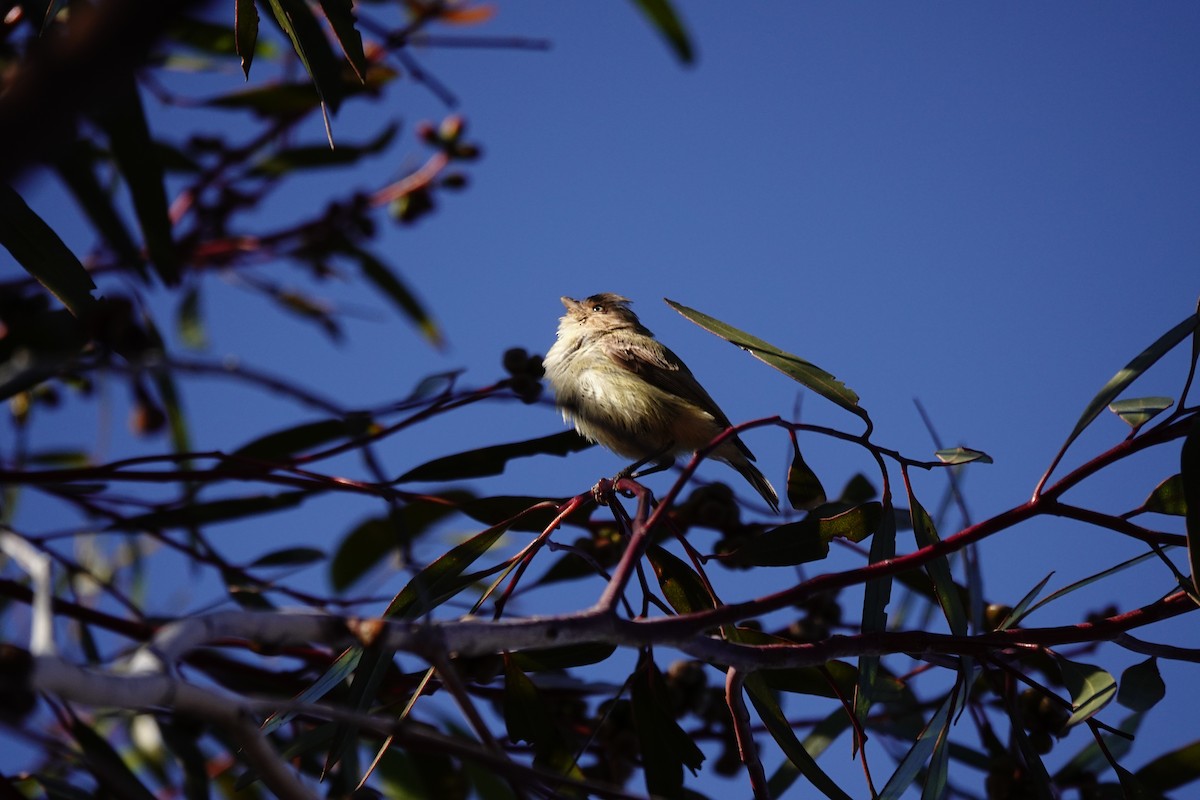 Weebill - ML646520855