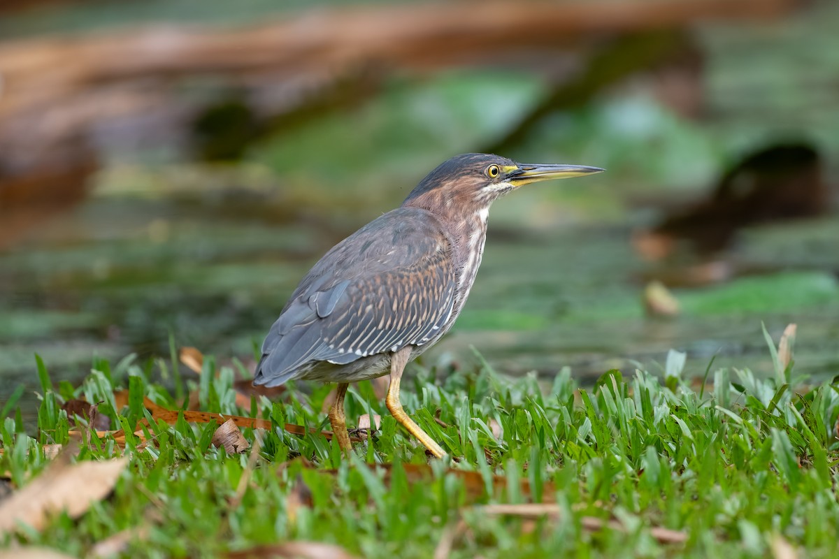 אנפית ירוקה - ML646520856