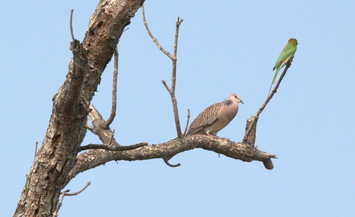 תור נקוד - ML646520857
