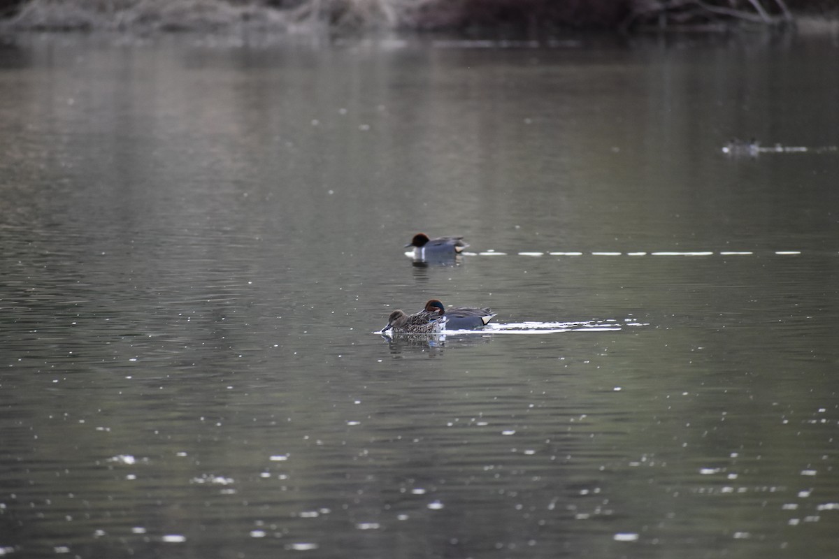 שרשיר - ML646520858