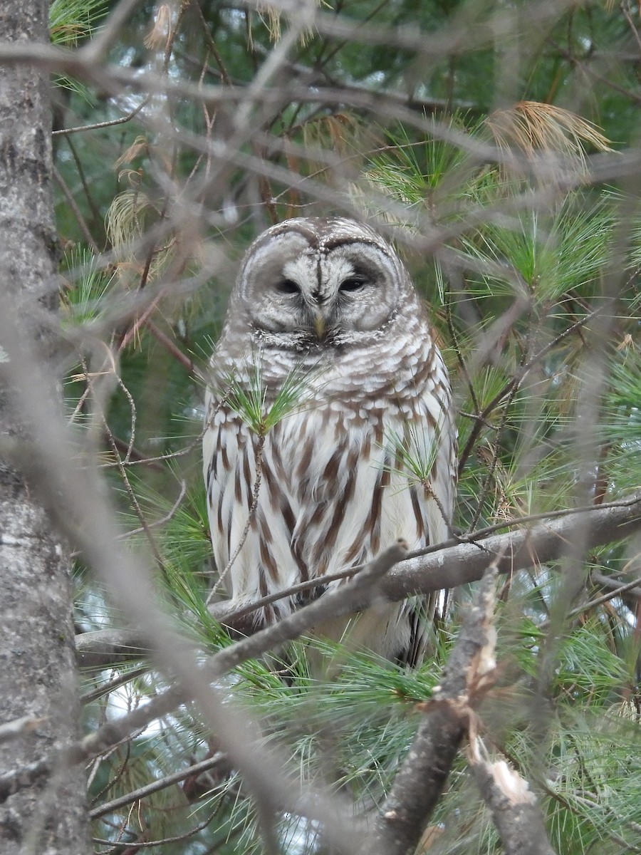 Barred Owl - ML646520859