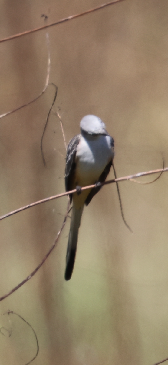 Scissor-tailed Flycatcher - ML646520860