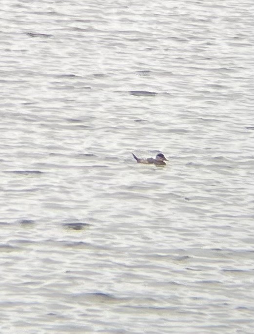 צחראש אדמוני - ML646520861