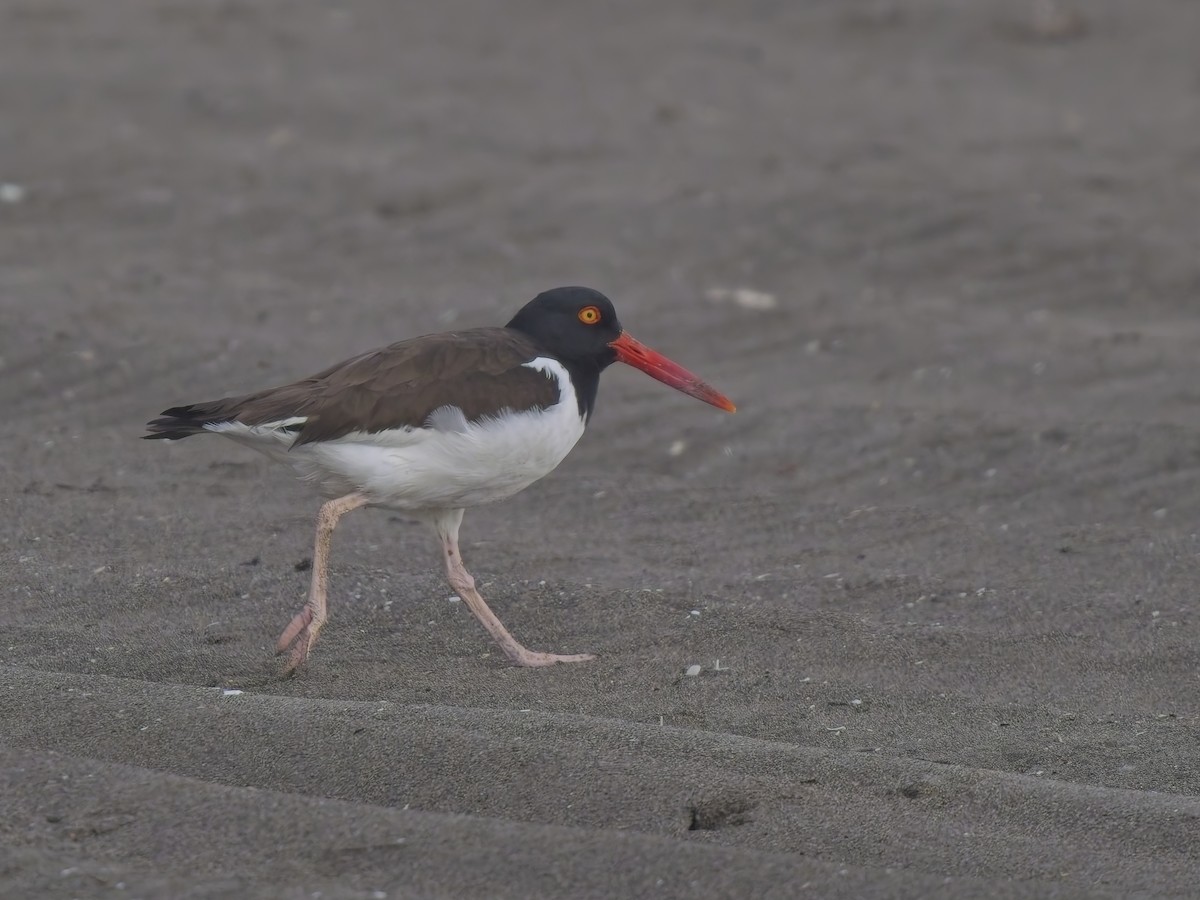 שלצדף אמריקני - ML646520862