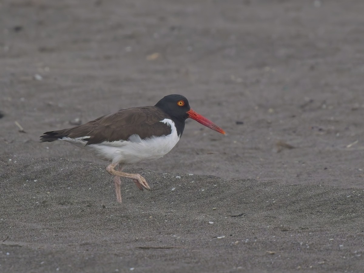 שלצדף אמריקני - ML646520863