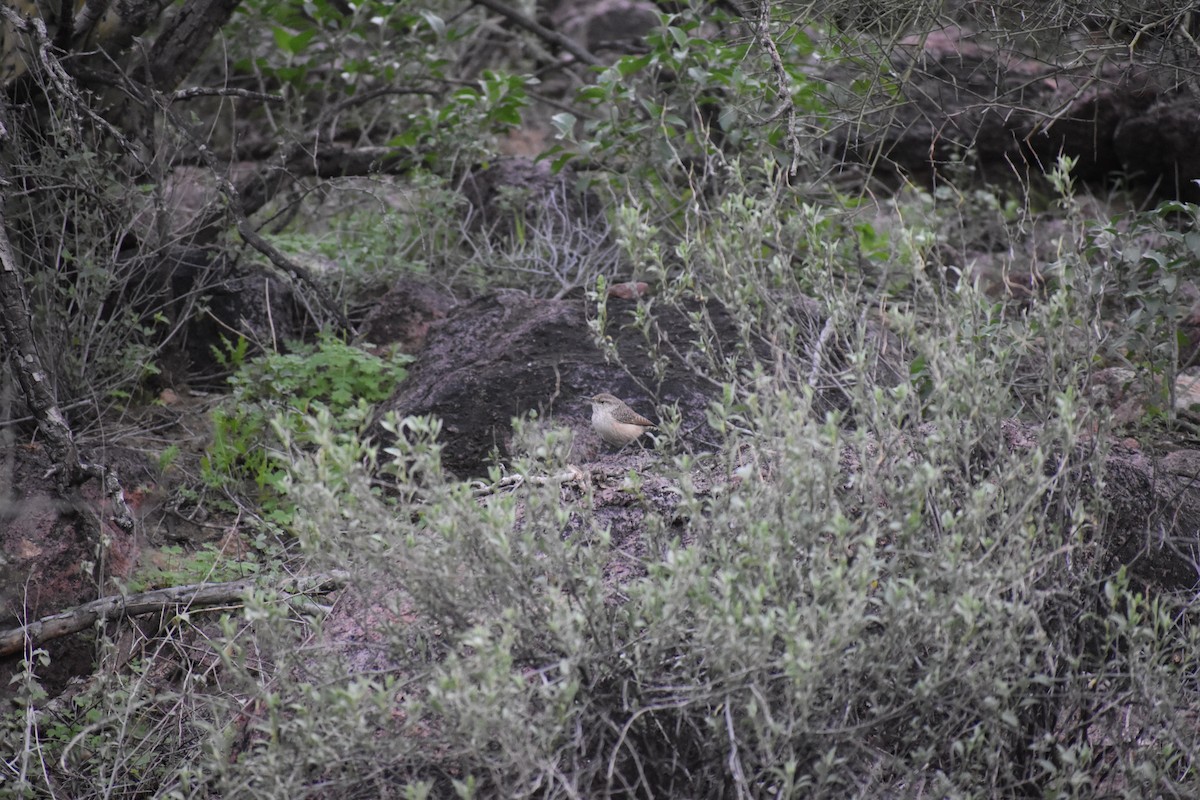 Rock Wren - ML646520864