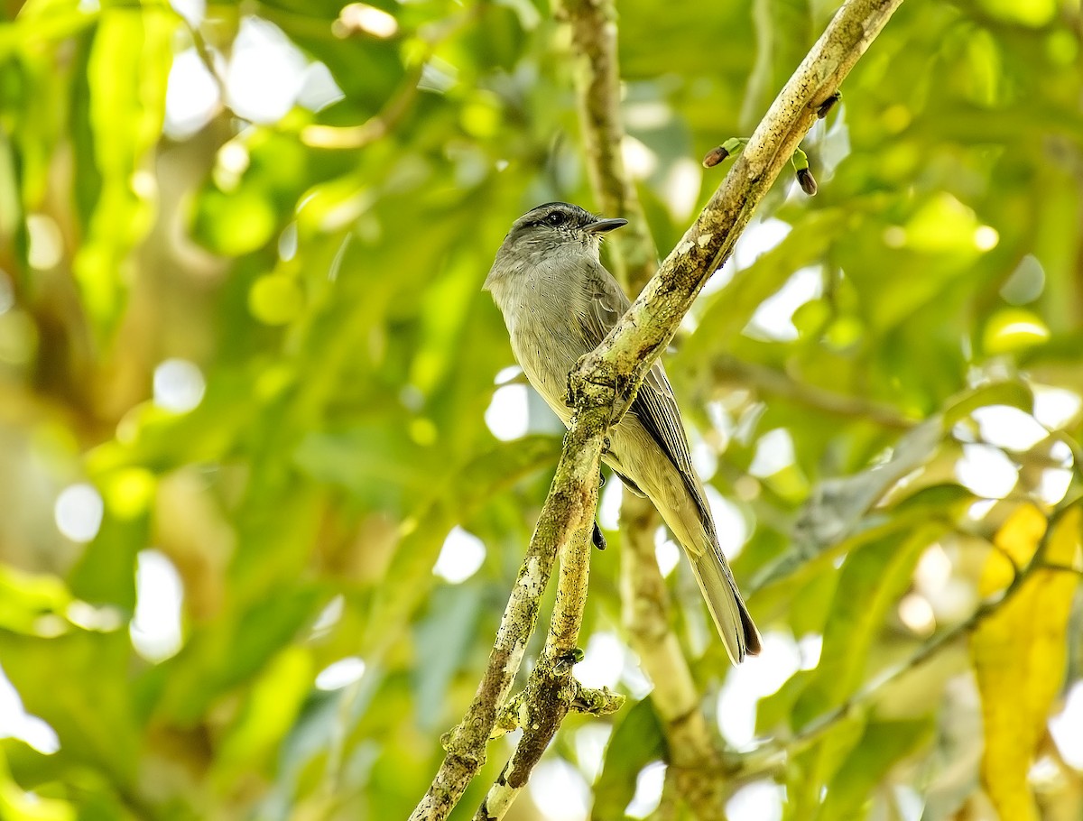 Crowned Slaty Flycatcher - ML646520865