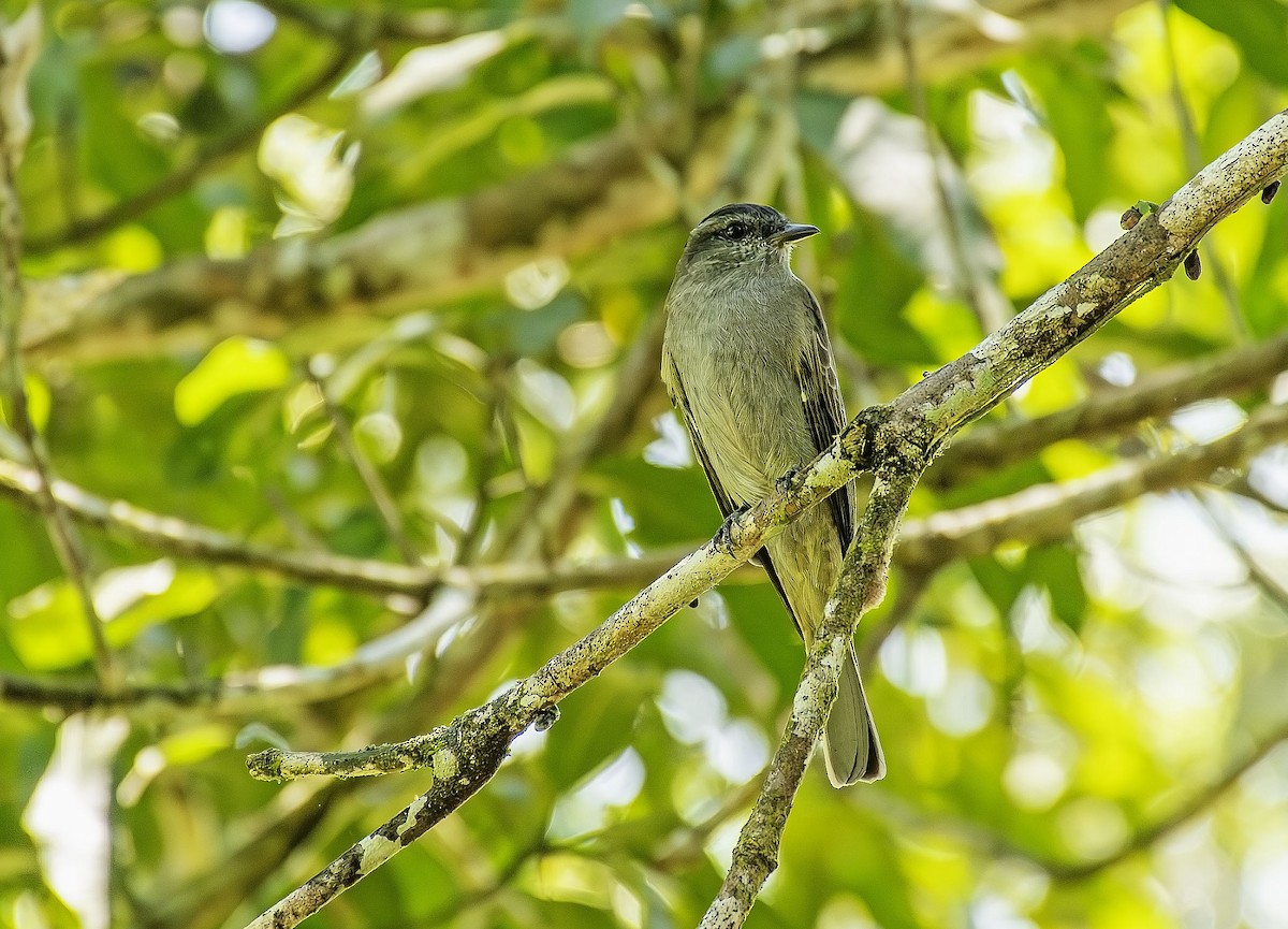 Crowned Slaty Flycatcher - ML646520866