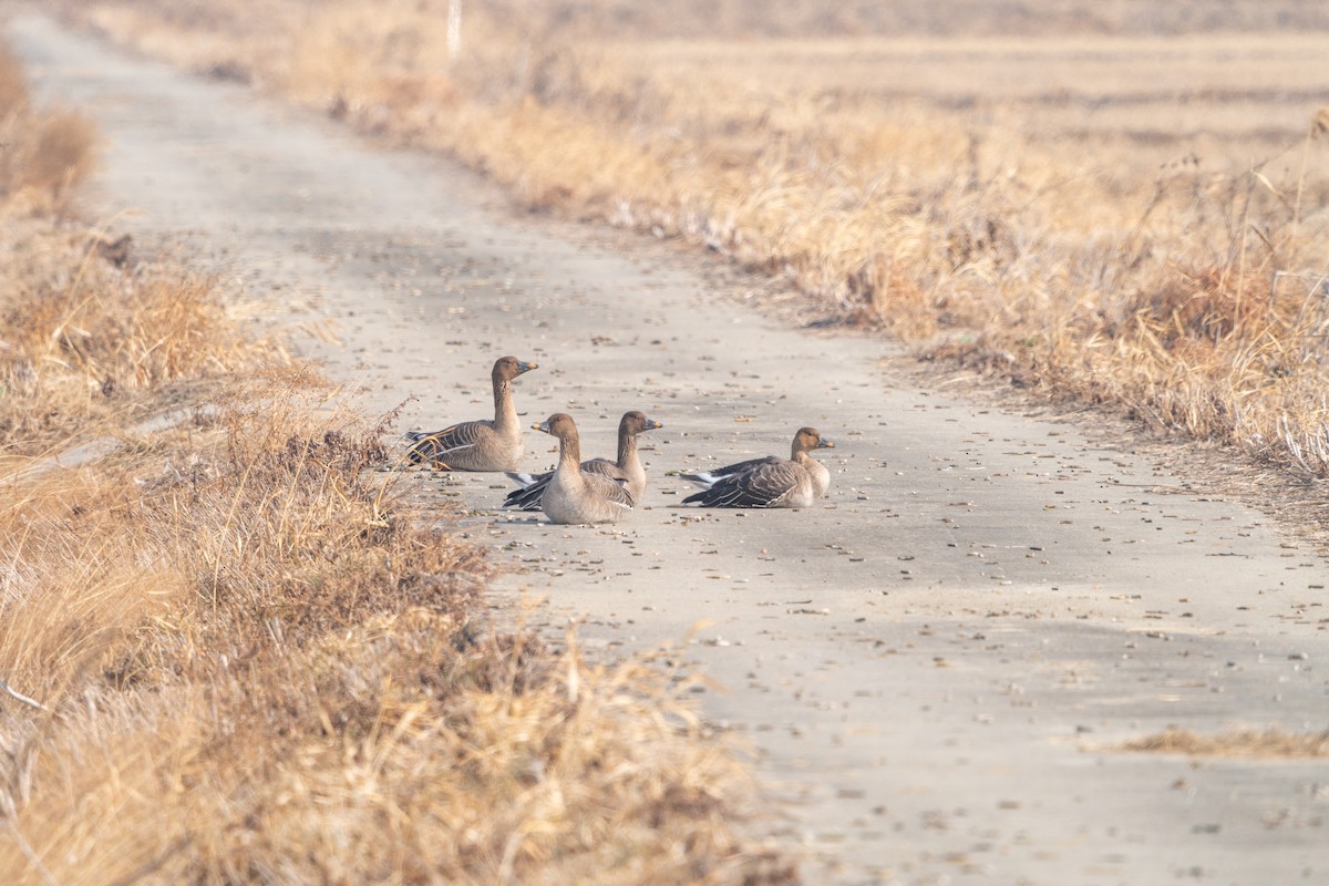 אווז אחו טונדרה - ML646520867