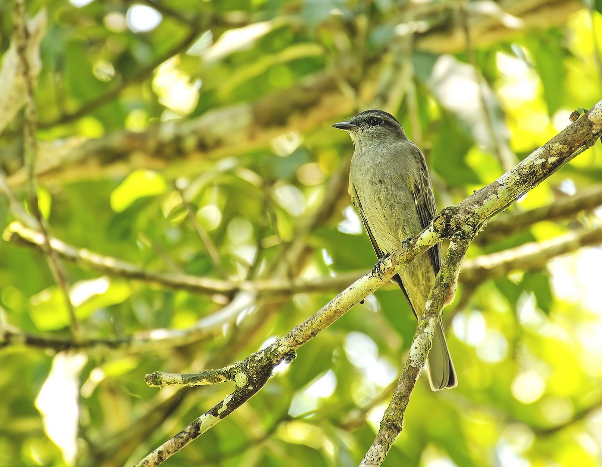 Crowned Slaty Flycatcher - ML646520868
