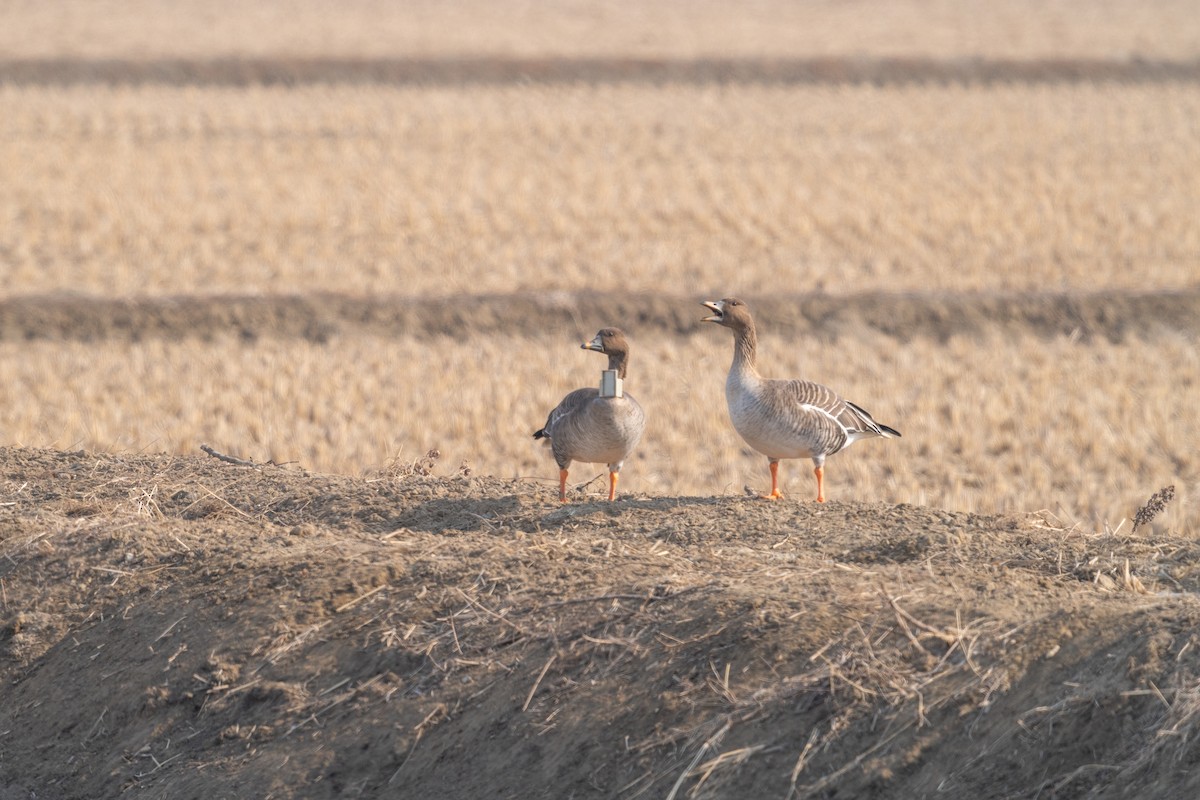 אווז אחו טונדרה - ML646520869