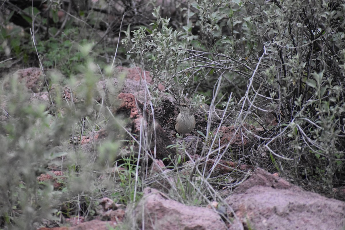 Rock Wren - ML646520870