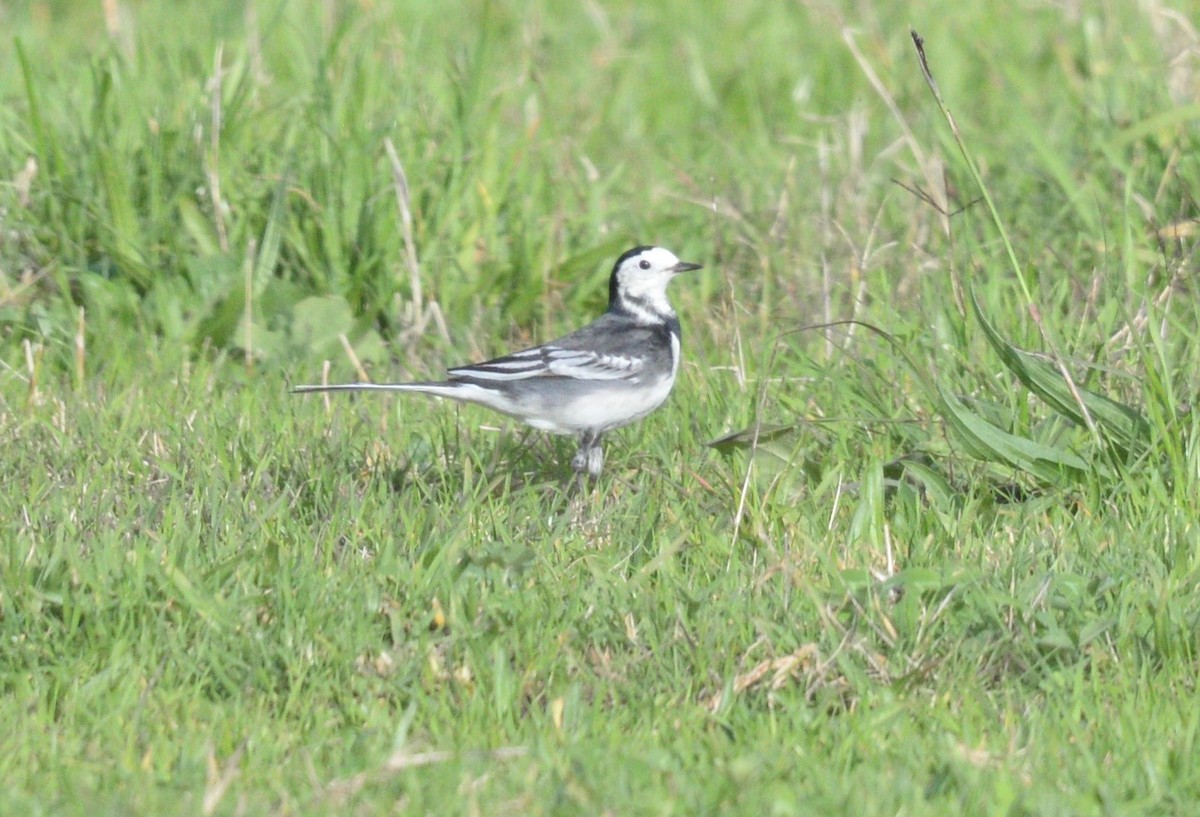 נחליאלי לבן (בריטי) - ML646520871