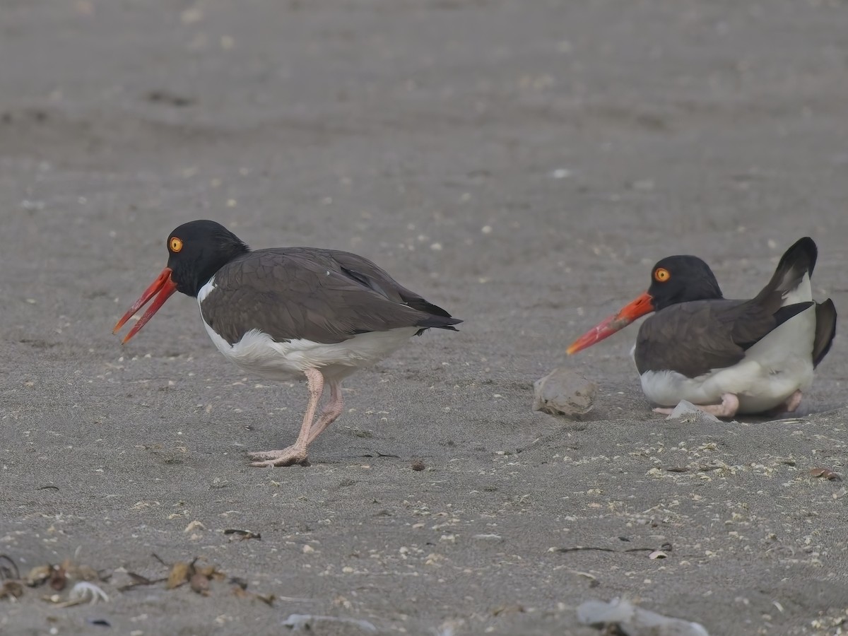 שלצדף אמריקני - ML646520872