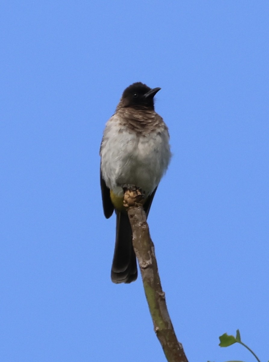 בולבול אפריקני - ML646520874