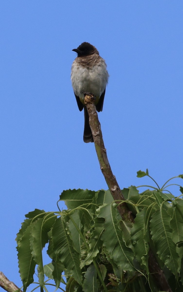 בולבול אפריקני - ML646520875