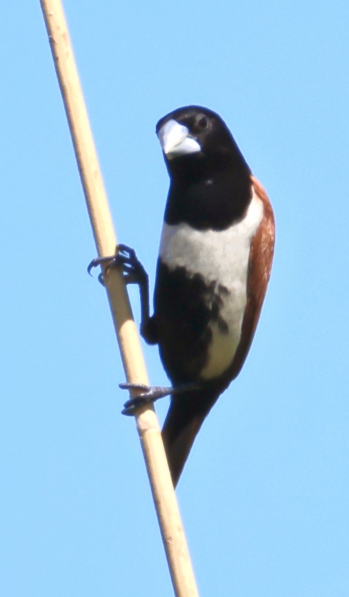 Tricolored Munia - ML646520876