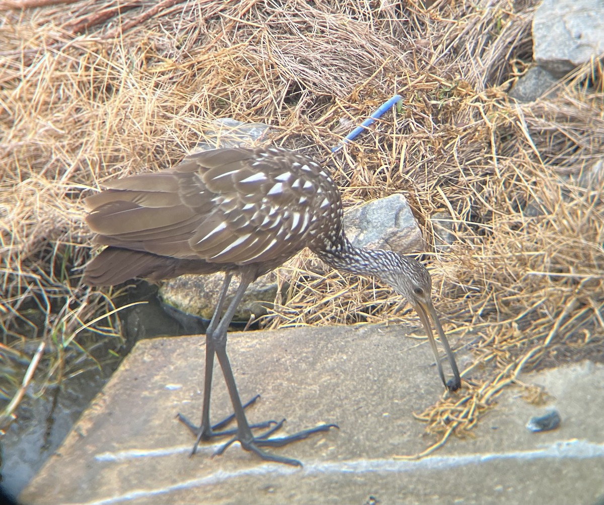 Limpkin - ML646520877