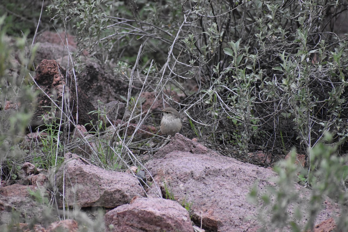 Rock Wren - ML646520878