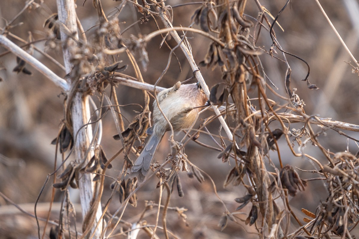 Vinous-throated Parrotbill - ML646520879