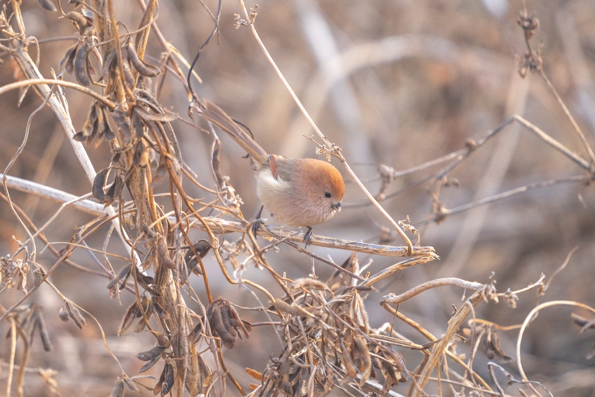 Vinous-throated Parrotbill - ML646520880