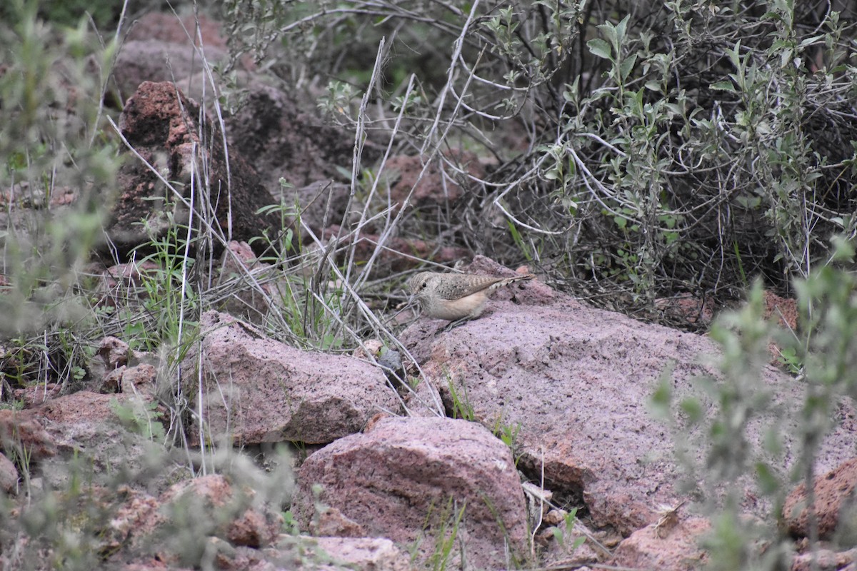 Rock Wren - ML646520882