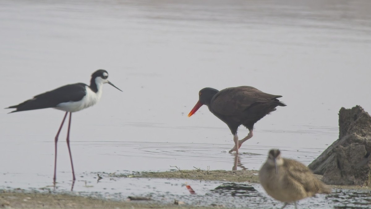 Blackish Oystercatcher - ML646520883