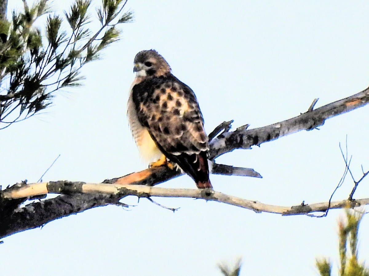 Red-tailed Hawk - ML646520885