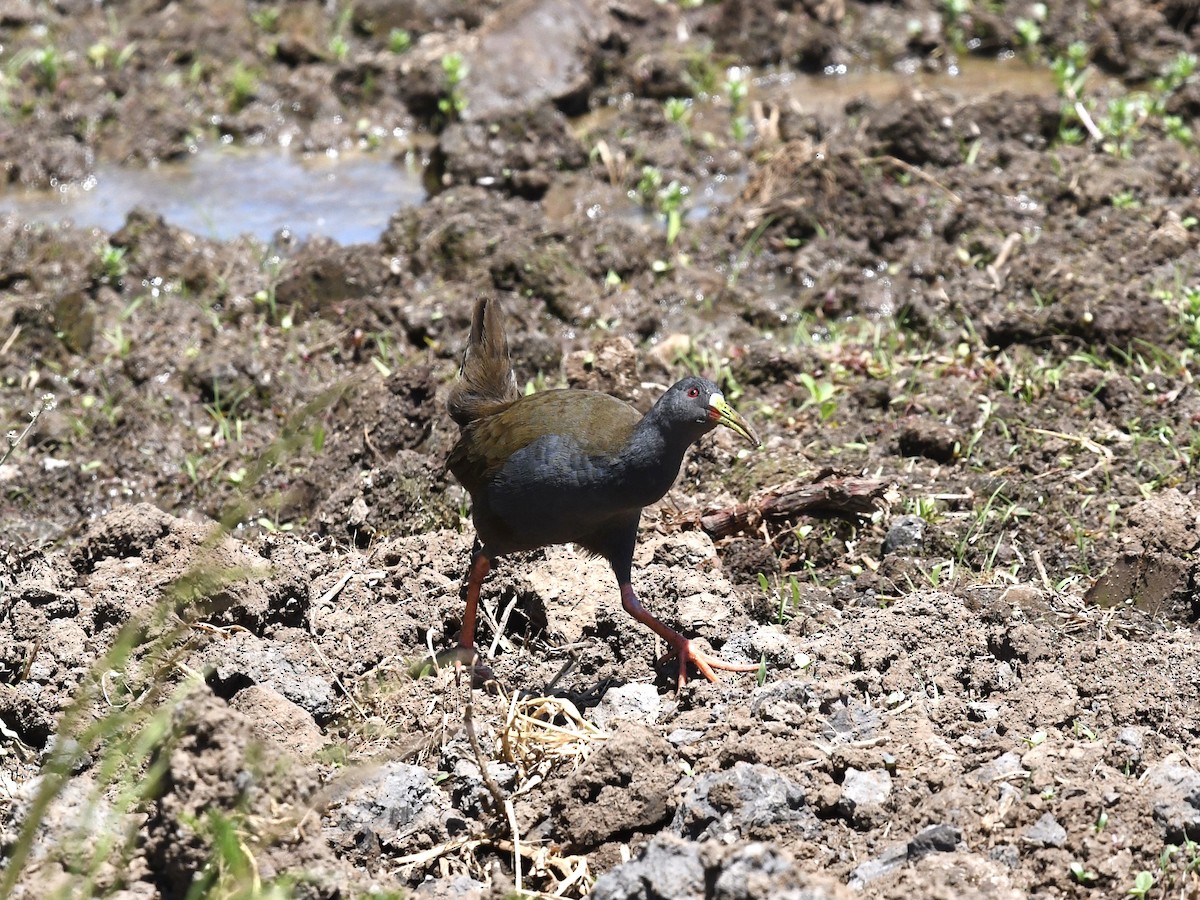 Plumbeous Rail - ML646520887