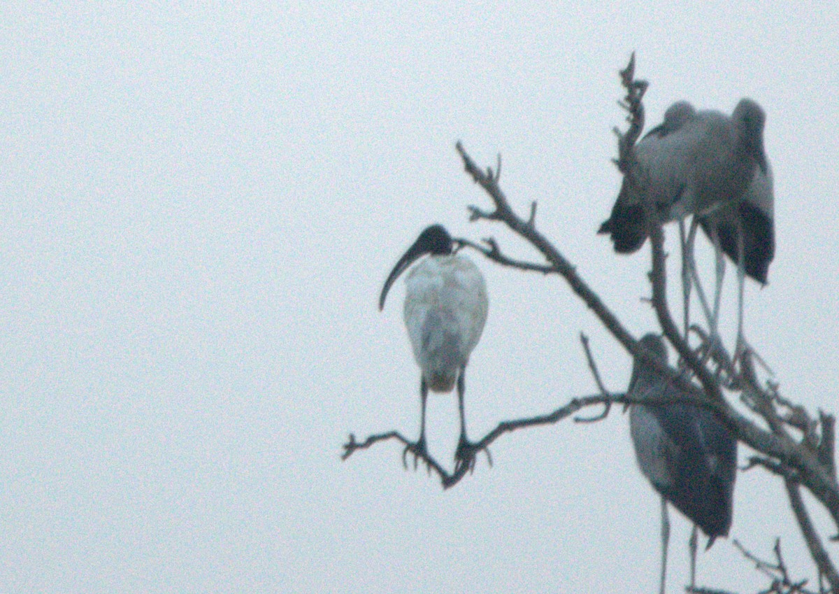 Black-headed Ibis - ML646520888