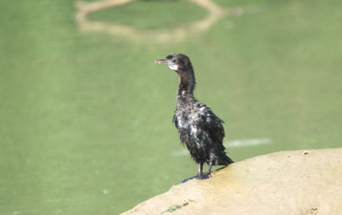 Little Cormorant - ML646520893