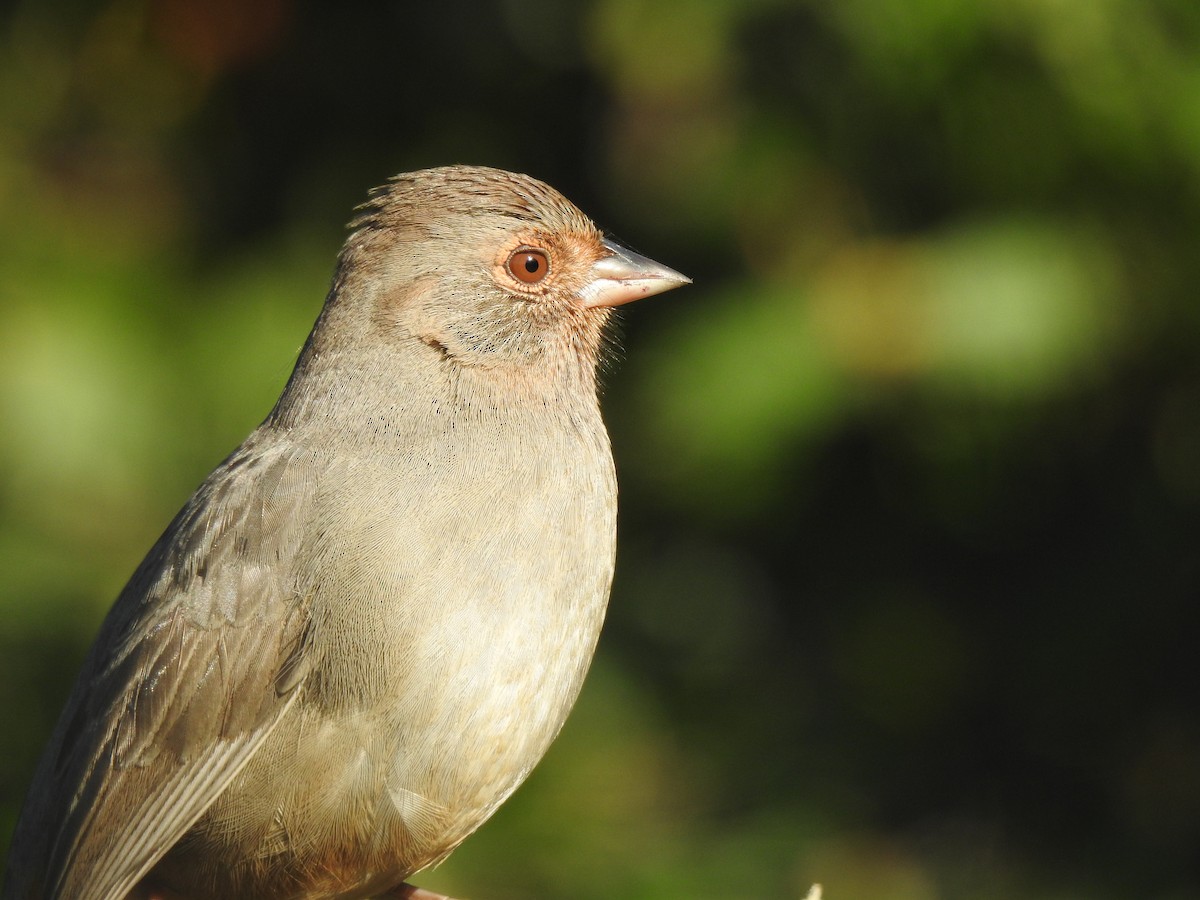 California Towhee - ML646520895