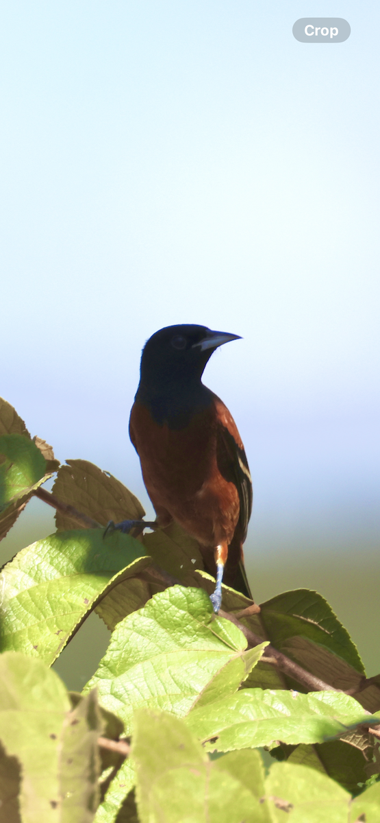 Orchard Oriole - ML646520898