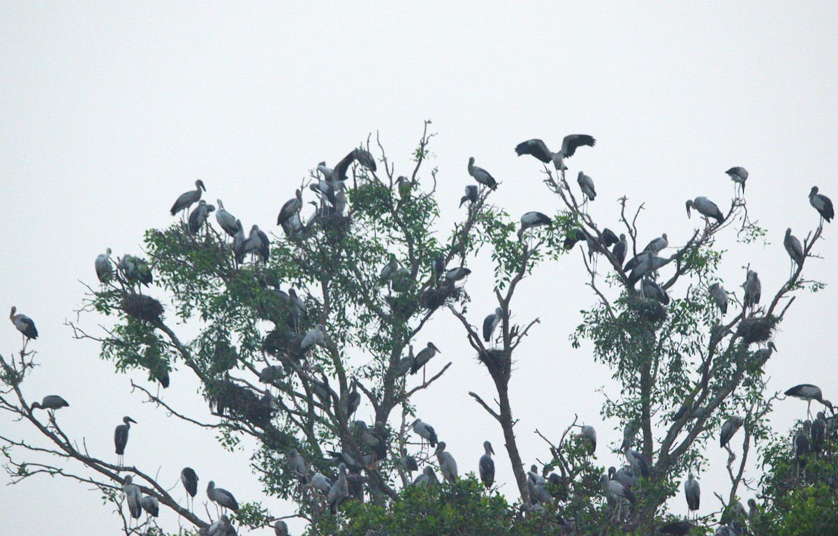 Asian Openbill - ML646520899