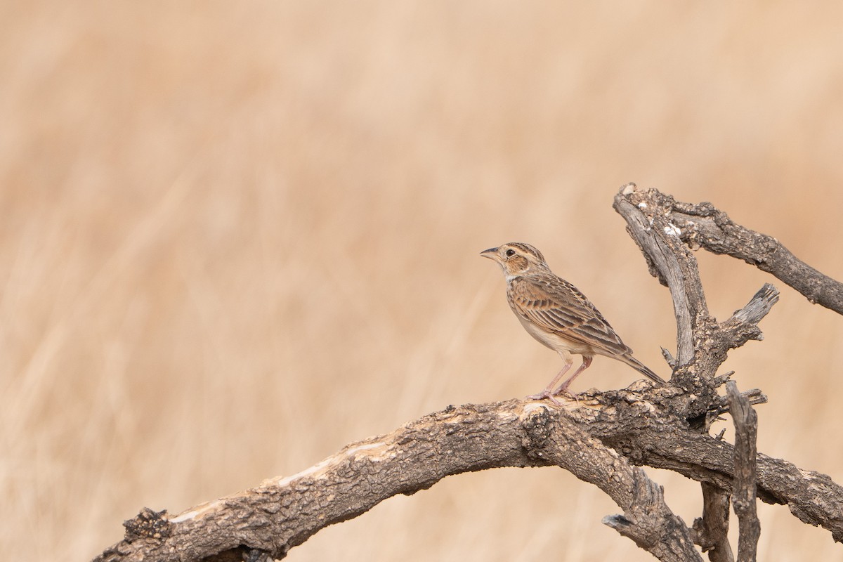 Singing Bushlark - ML646520905