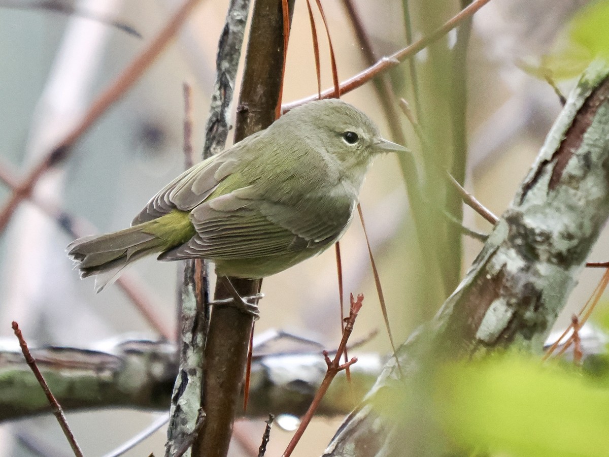 Orangefleck-Waldsänger - ML646520906