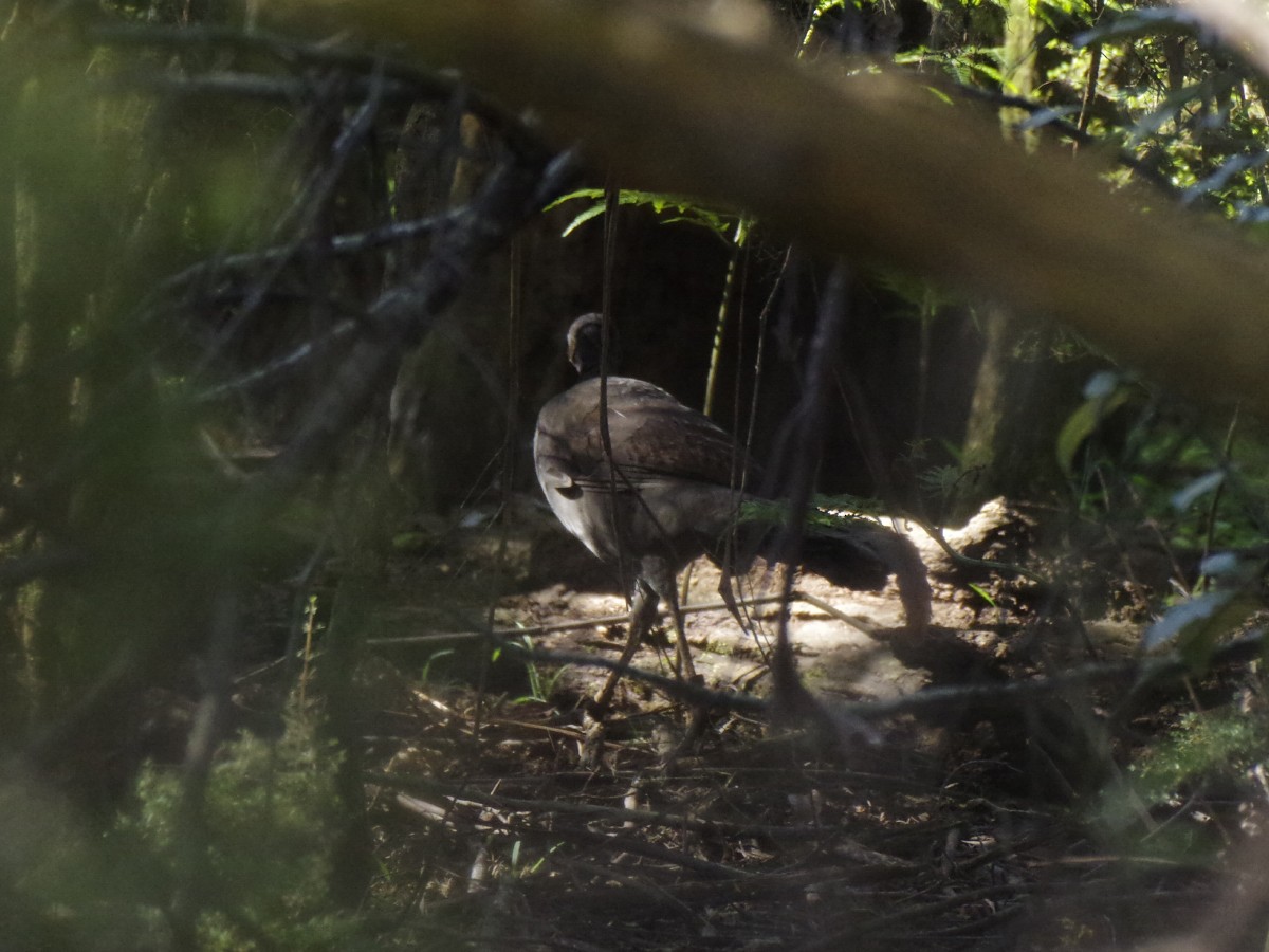 Великолепный лирохвост - ML646520909