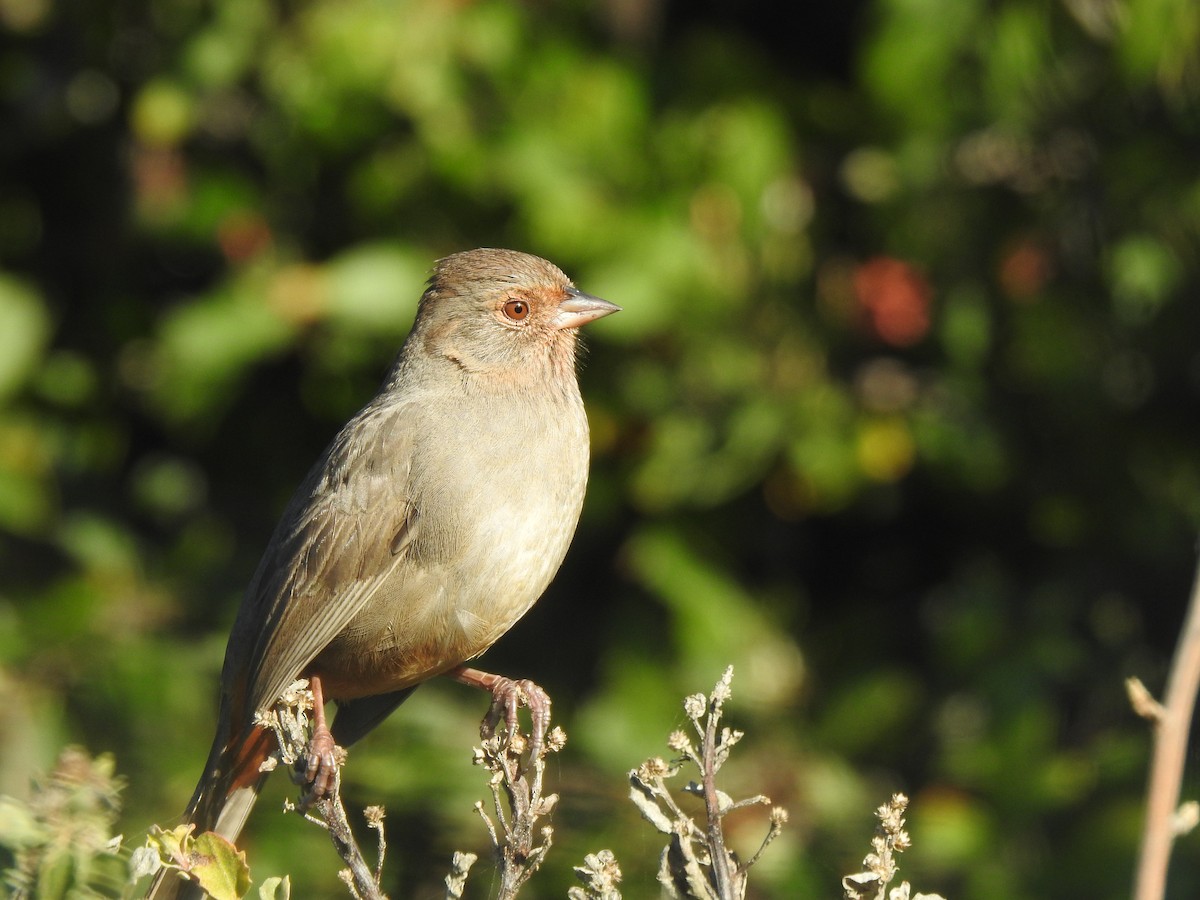 California Towhee - ML646520912