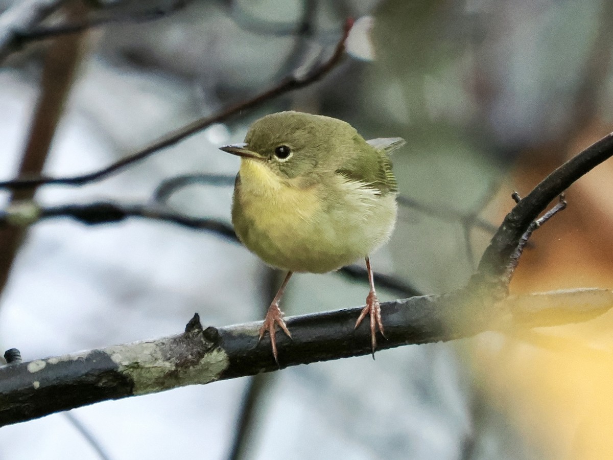 Weidengelbkehlchen - ML646520913