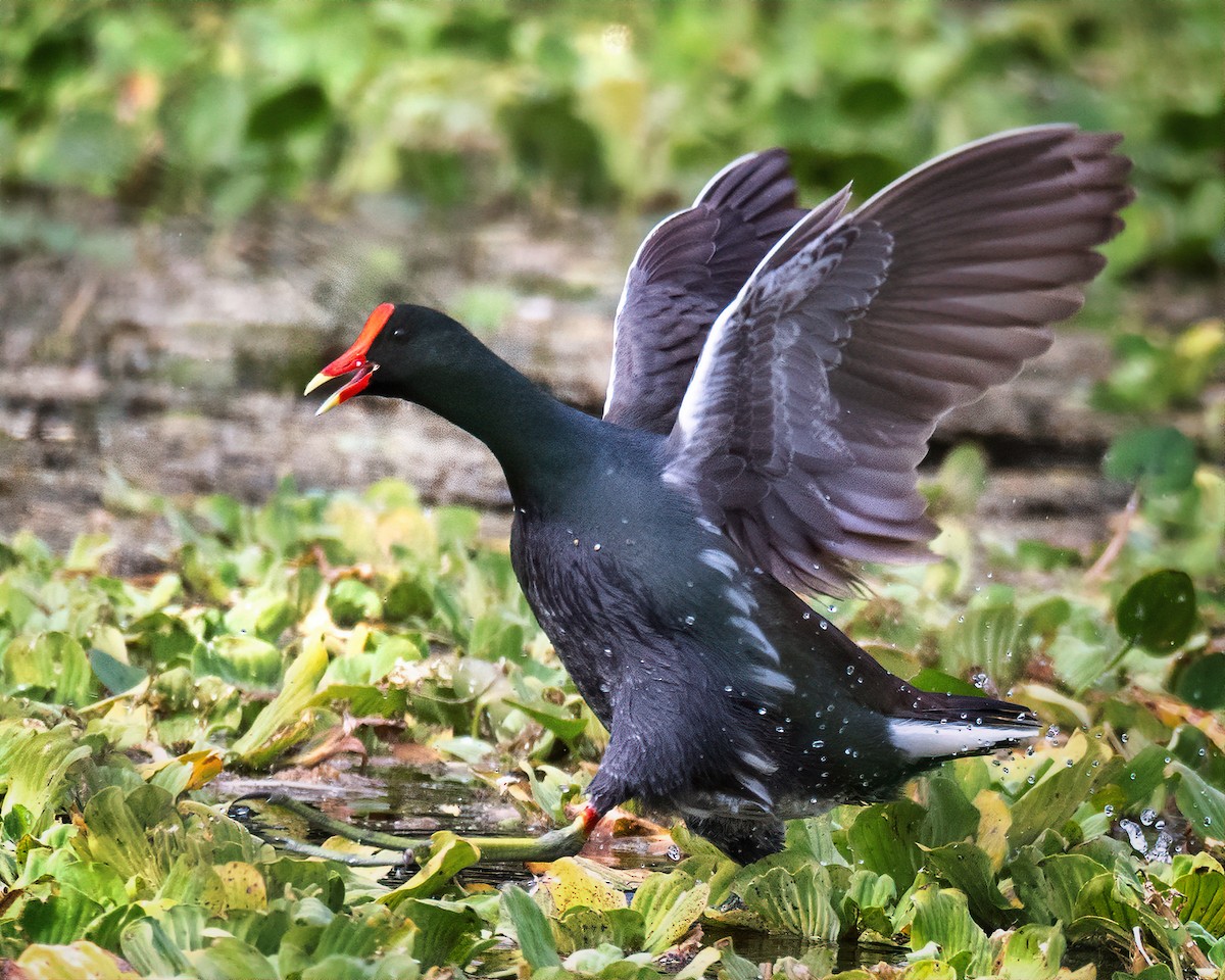 Американская камышница - ML646520917