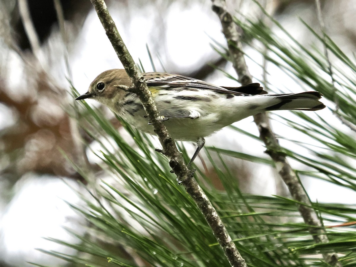 Kronenwaldsänger - ML646520918