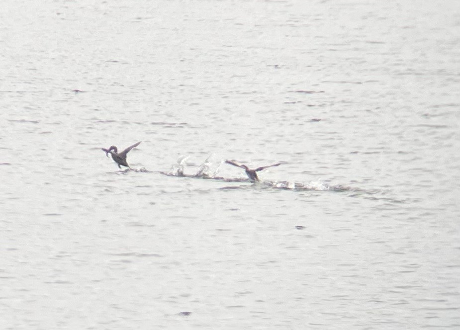 Pied-billed Grebe - ML646520919