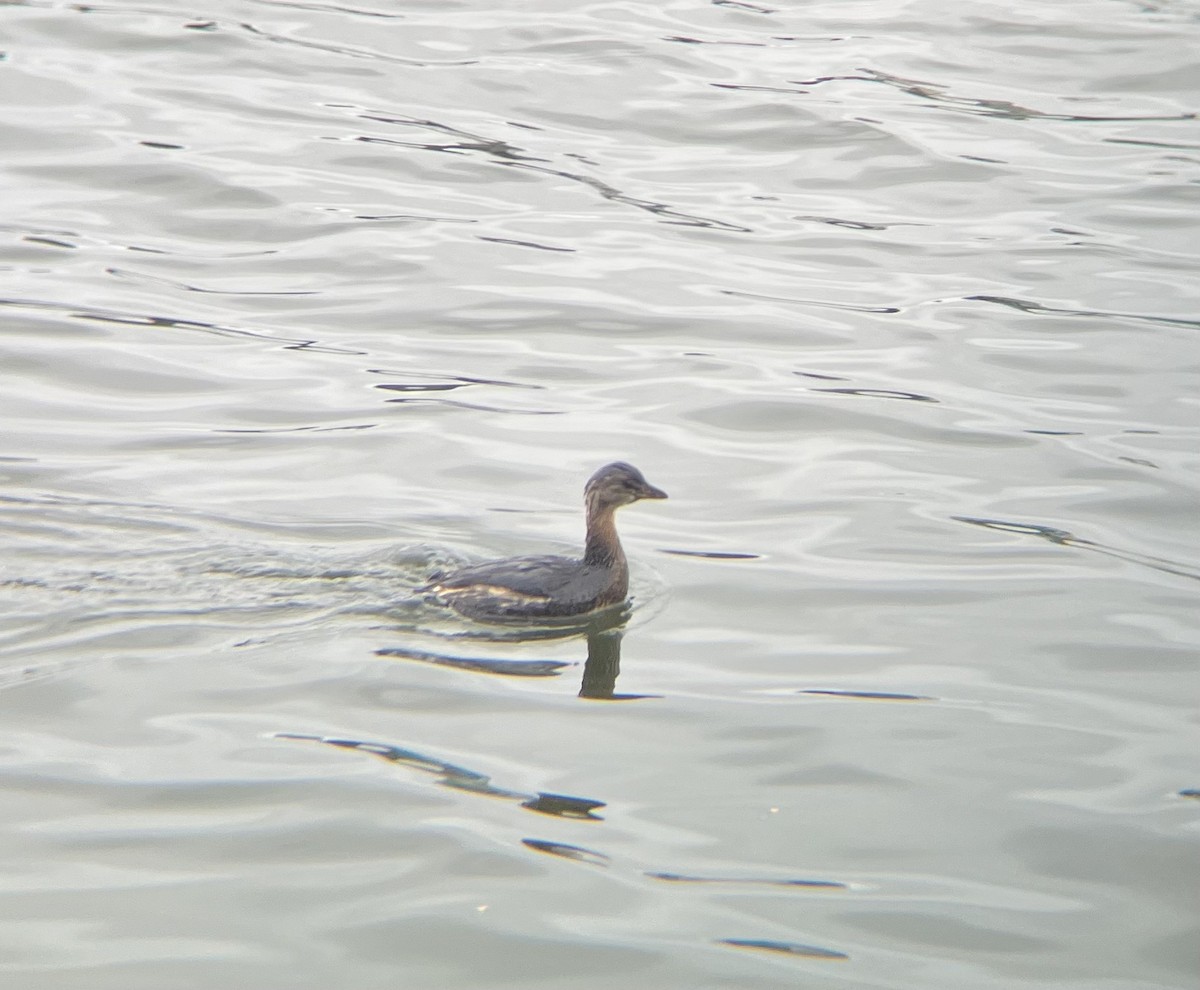 Pied-billed Grebe - ML646520920