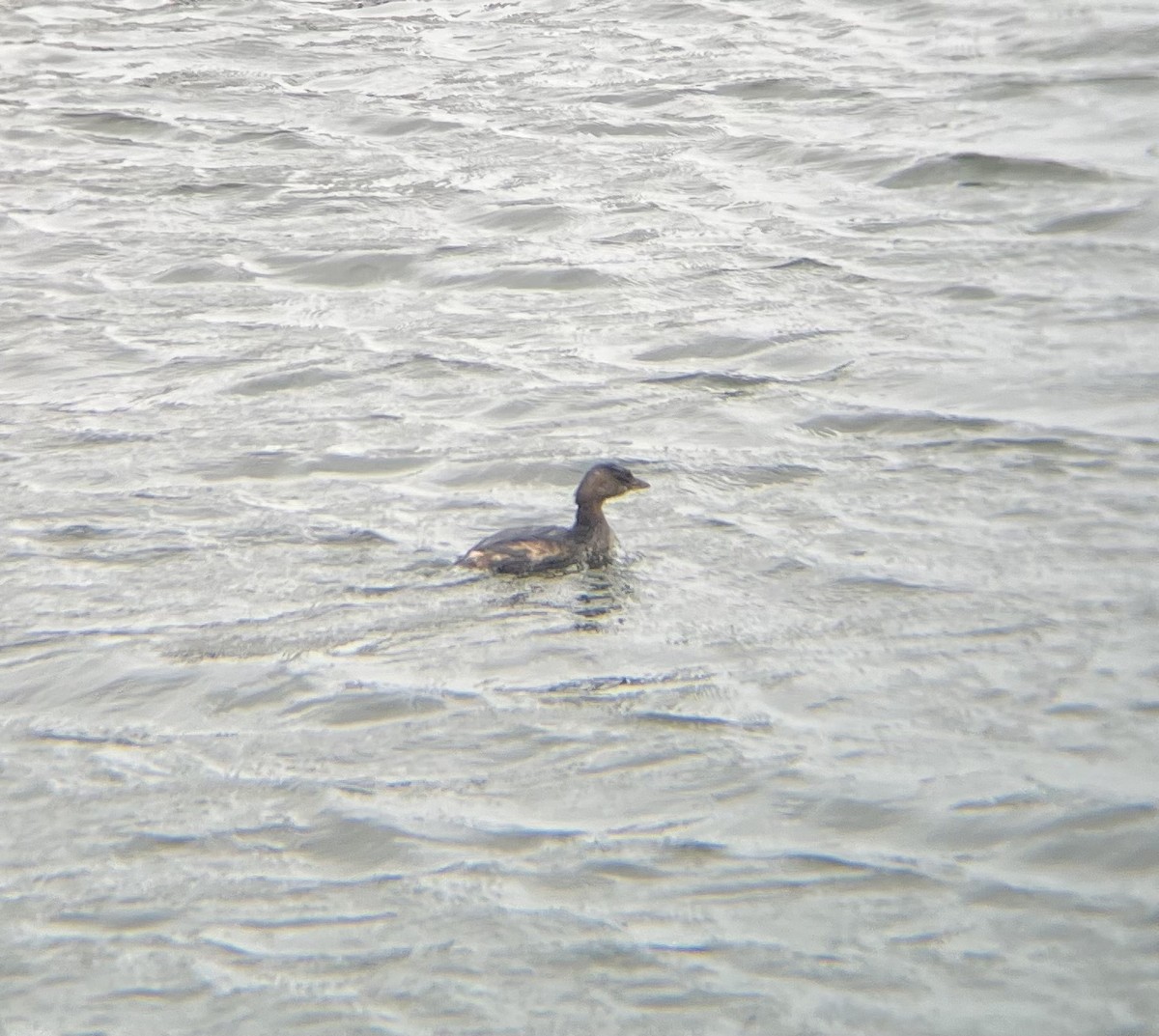 Pied-billed Grebe - ML646520921