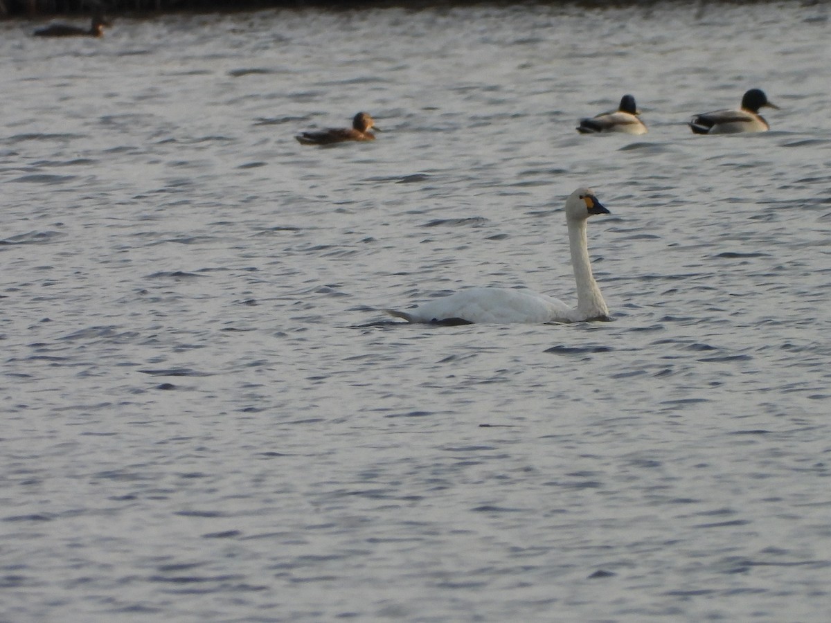 labuť malá - ML646520922