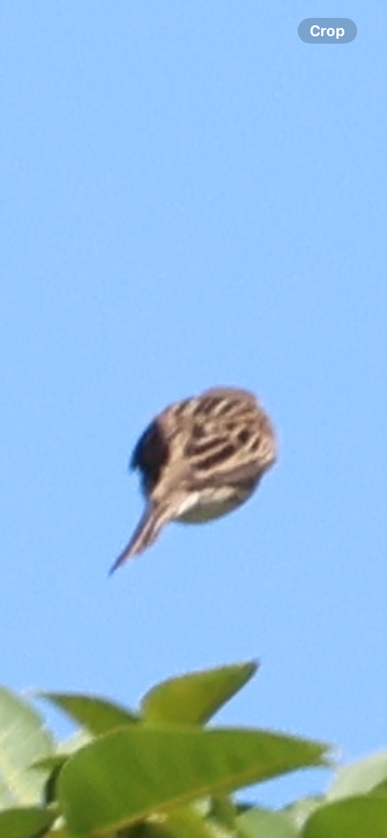 Dickcissel - ML646520928